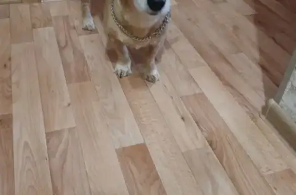 Собаки потеряшки, Воронино, фото: Потеряшка собака, Борок, Центральная 24