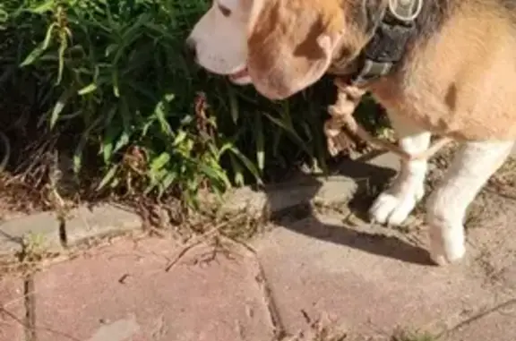 Найдена собака на 78К-0001, Константиновское СП