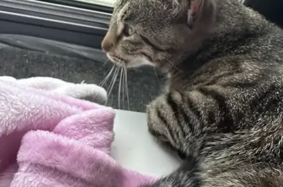 Найдена кошка, Санкт-Петербург, фото: Найдена кошка в ЖК 