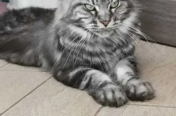 Кошки потеряшки, Ступино, фото: Потеряшка кошка, 46Н-11625, 14