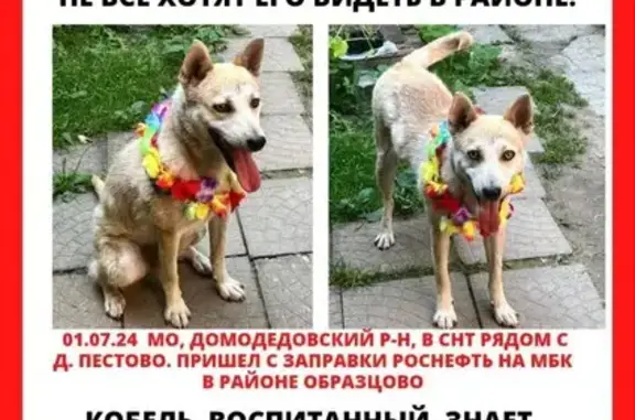 Найдена собака, Образцово, ММК