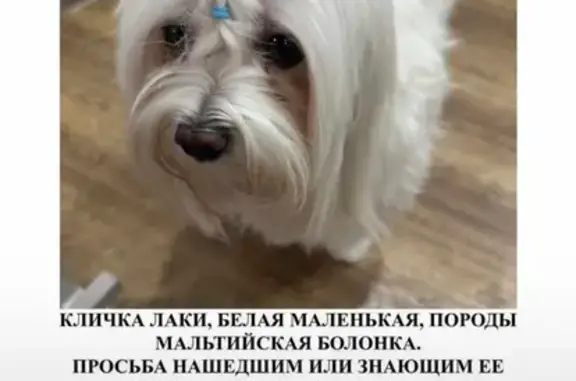 Пропала собака, Благодатный пер. 21, Хабаровск