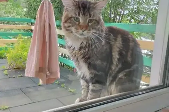 Найдена кошка Мейн-Кун, Красноярск