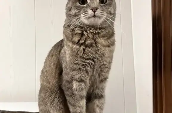 Кошки потеряшки, Виноградовка, фото: Потеряшка кошка Окси, Амурская 19, Виноградовка