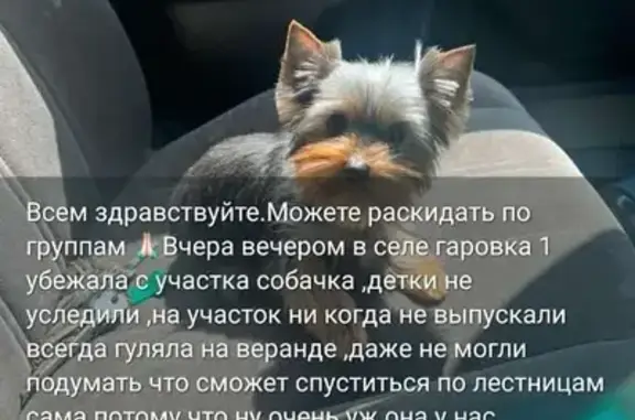 Пропала собака, Гаровка-1, Хабаровск