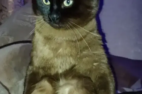 Потерянные животные Курск, фото: Пропала сиамская кошка, Клыкова 34, Курск