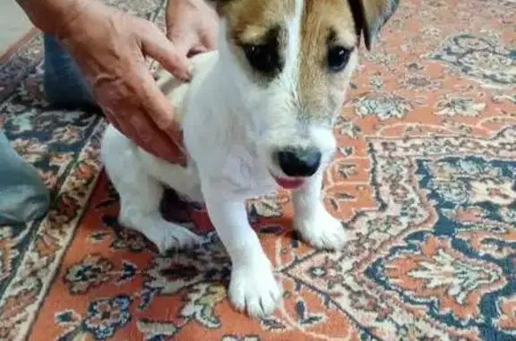 Найдена собака на Урожайной улице, Ковров