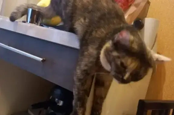 Кошки потеряшки, Липецк, фото: Потеряшка кошка, Липовская ул., 8, Липецк