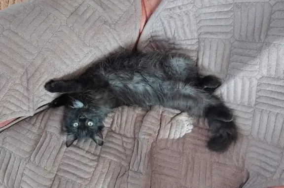 Пропала кошка, Луначарского 217, Барабинск
