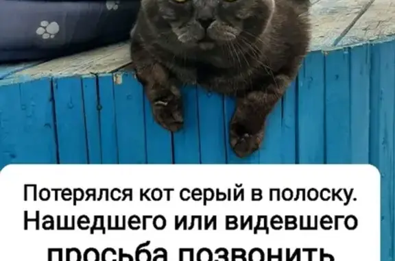 Пропала кошка, Омск, Омская область