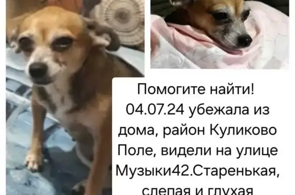 Пропала собака. Николая Музыки, 43