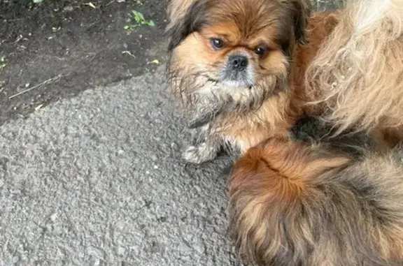 Найдена собака в Куйбышеве, около дома 22