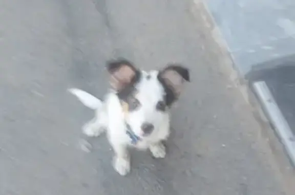 Найдена собака на Красной площади, 3, Москва
