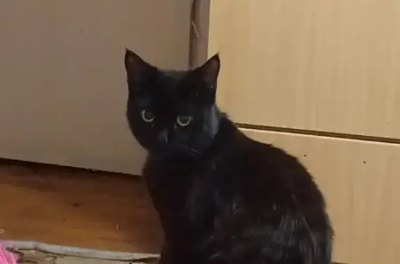 Пропала черная кошка, 63 Полевской