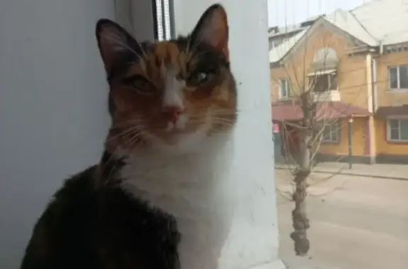Пропала кошка, ул. Гагарина, 63, Улан-Удэ