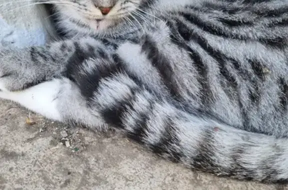 Найдена кошка, , фото: Найдена кошка: ул. Гагарина, 4, Лениногорск