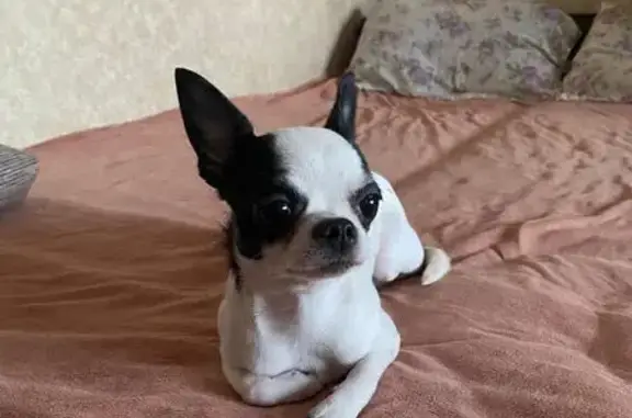 Собаки потеряшки, Железногорск, фото: Потеряшка Чихуа-хуа, ул. Мира, Железногорск