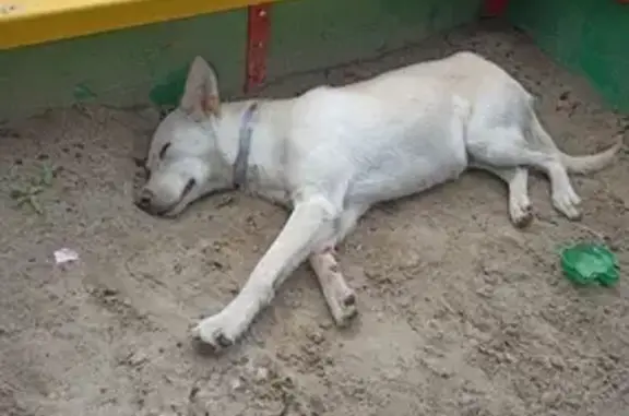 Собака найдена на Великанова, 6, Рязань