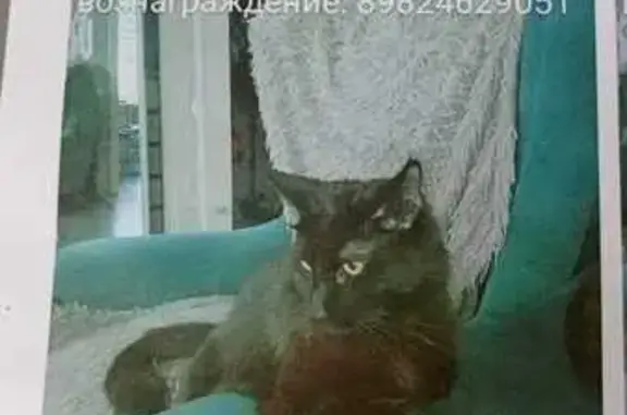 Пропала кошка, Пермский край, тел. 89824740753