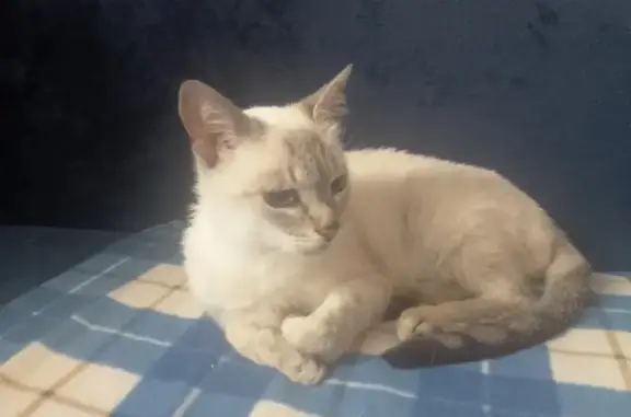 Найдена кошка на ул. 1 Мая, 26А, Ликино-Дулёво