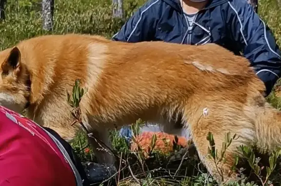 Пропала собака в Карелии, Карело-финская лайка