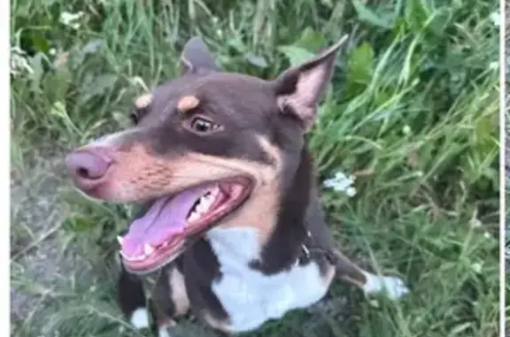 Найдена собака, Казань, фото: Собака найдена! Казань, Татарстан, 89969011803