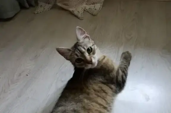 Найдена кошка, ул. Грибоедова, 40, Рязань