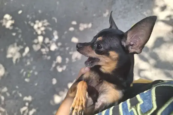 Собака найдена в парке Горького, Пушкинская 