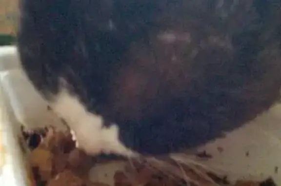 Кошки потеряшки, Смоленск, фото: Потеряшка кошка, ул. Большая Краснофлотская, 121