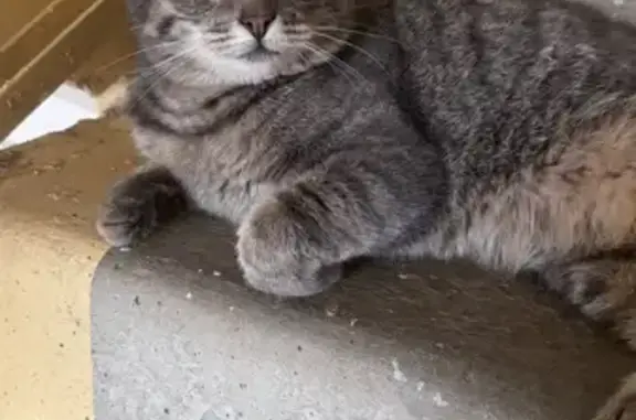 Найдена кошка на ул. Якова Эшпая, Йошкар-Ола