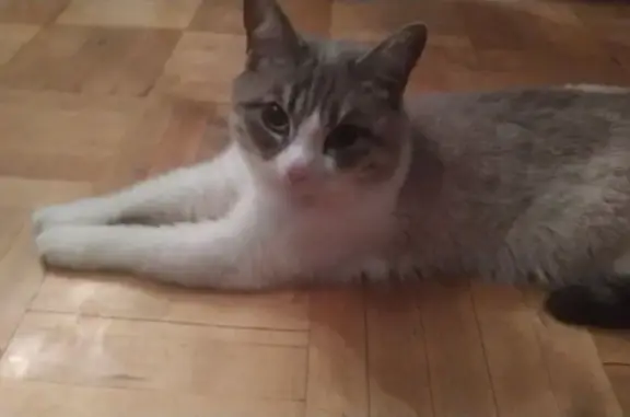 Пропала кошка на Молодёжной, 23, Ижевск