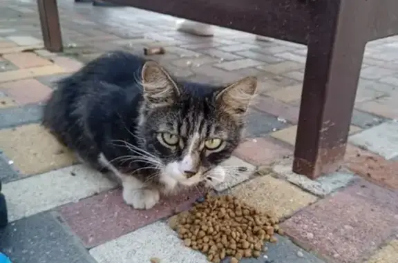 Найдена кошка, площадь Ленина, 1, Ставрополь