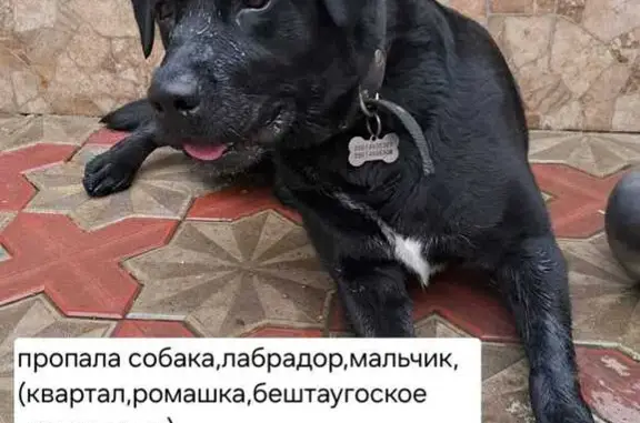 Пропала собака, Площадь Ленина, Пятигорск