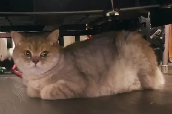 Найдена кошка, Ленинский пр. 131 к2 литБ