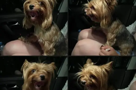 Найдена собака, Терновка, фото: Найдена собака, Ленинская ул., Терновка