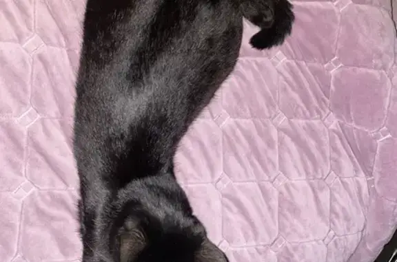 Найдена черная кошка, ул. Бредова, 15 к3
