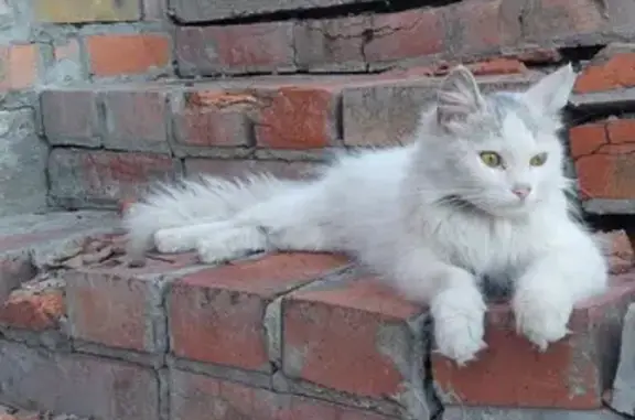 Найдена кошка, 3-й Лазоревый, Ростов-на-Дону