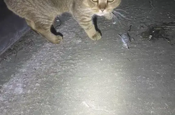 Найдена кошка, Санкт-Петербург, фото: Найдена кошка, пр. Маршала Жукова, 41, СПб