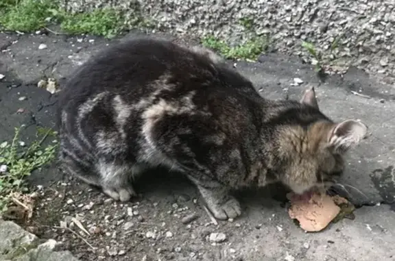 Найден кот, ул. Строителей, 10, Дзержинск