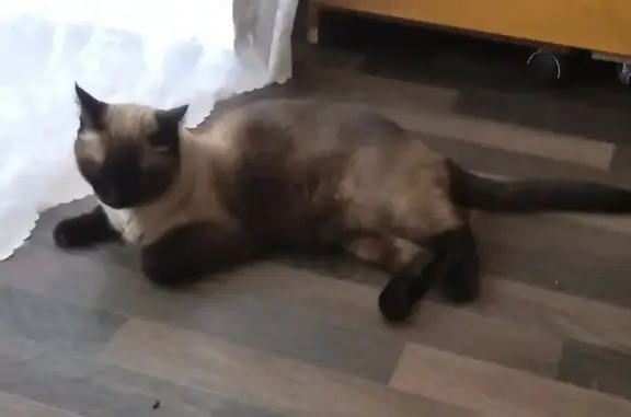 Пропала кошка на Ленина, 126, Бугульма