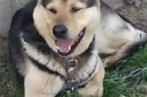 Пропала собака в Шамонино, Башкортостан