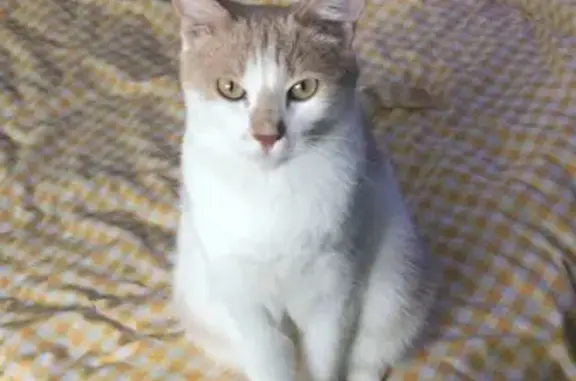 Пропала кошка, Бежка, Тульская область