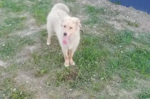 Пропала собака, А-108, Московская область