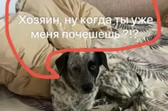 Пропала собака на Обрубной, 47, Н. Новгород