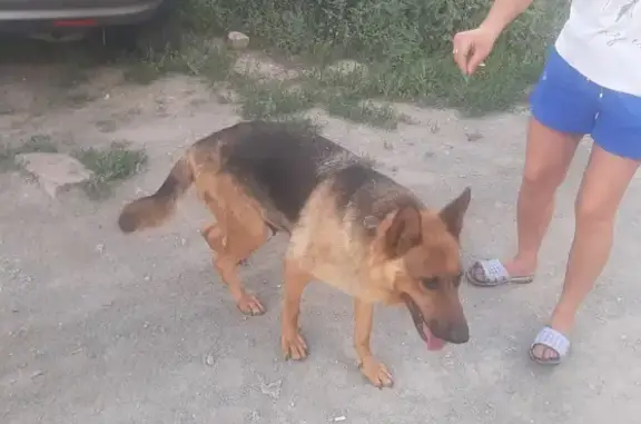 Собака найдена на Ленинградской, 363, Новосибирск