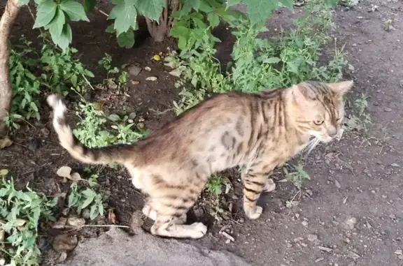 Найдена кошка по адресу Российская, 20, Уфа