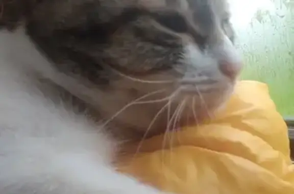 Кошки потеряшки, , фото: Потеряшка кошка Ёся, Удмуртия