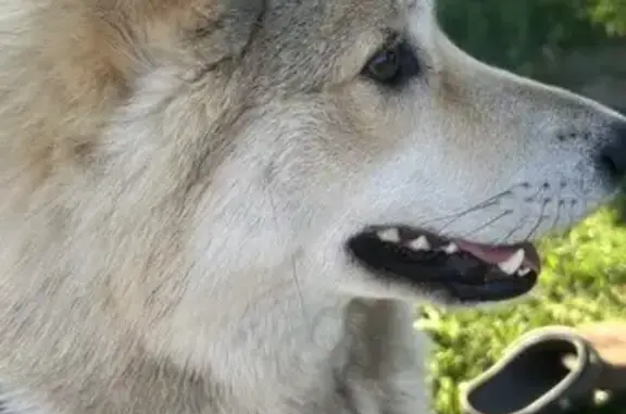 Пропала собака у Суздальского озера, СПб