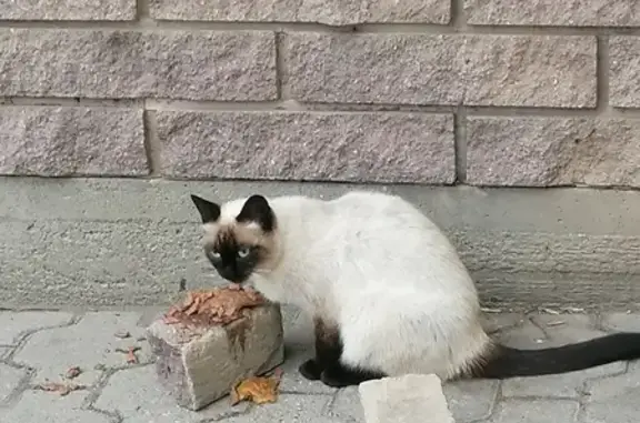 Сиамская кошка найдена: Коммунальная, 16