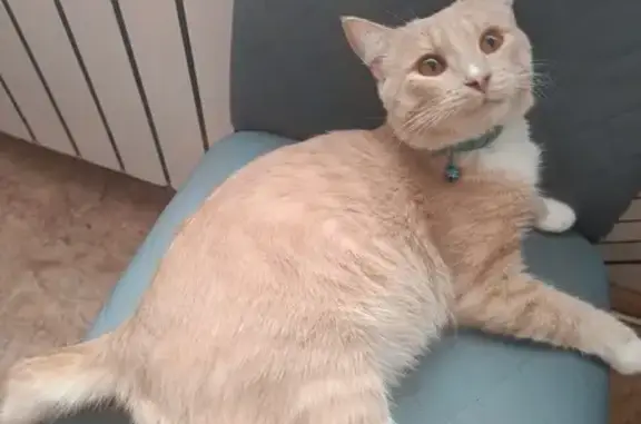 Пропала кошка Веник, Нижегородская область
